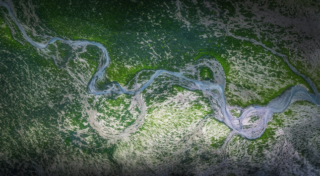 Aerial view of winding tidal channels and green salt marsh vegetation on Bull Island County Dublin Ireland.