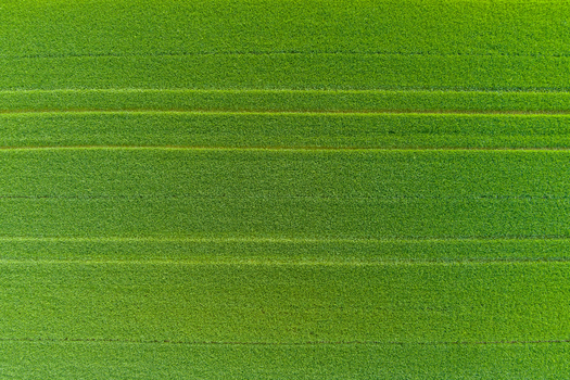 Aerial view of lush green agricultural fields with parallel crop rows in Bulgaria. Aerial view of lush green agricultural fields with parallel crop rows in Bulgaria.