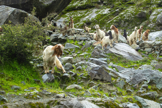 View of a herd of goats grazing on a steep rocky hillside covered with green moss and sparse vegetation in Jaglot Gilgit Pakistan. View of a herd of goats grazing on a steep rocky hillside covered with green moss and sparse vegetation in Jaglot Gilgit Pakistan.