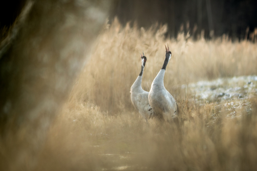 View of two common cranes standing in tall dry grass in a wetland area during the golden hour in Debrzno Pomeranian Voivodeship Poland. View of two common cranes standing in tall dry grass in a wetland area during the golden hour in Debrzno Pomeranian Voivodeship Poland.