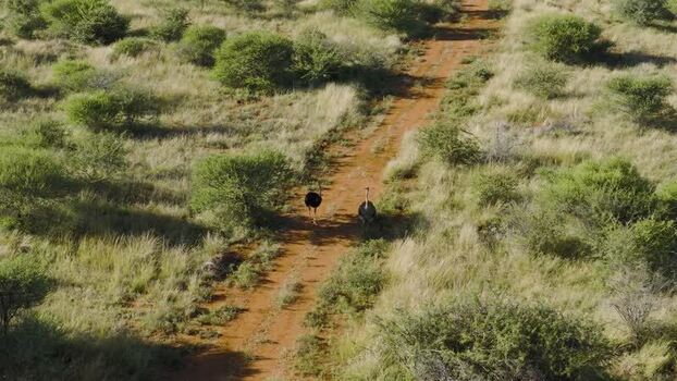 Aerial view of two ostriches on a dirt path South Africa.
