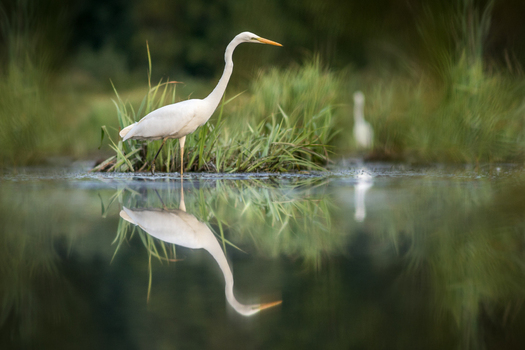 View of a great egret standing in shallow water with reeds and its reflection visible on the calm surface in Debrzno Pomeranian Voivodeship Poland. View of a great egret standing in shallow water with reeds and its reflection visible on the calm surface in Debrzno Pomeranian Voivodeship Poland.