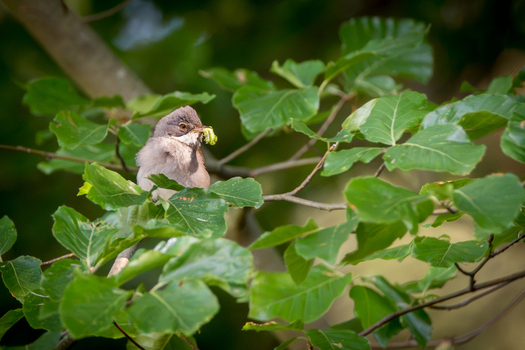 View of a small bird perched on a leafy branch holding a green caterpillar in its beak in Debrzno Pomeranian Voivodeship Poland.