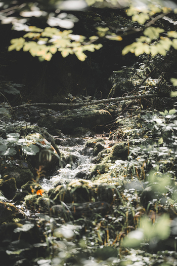 View of a small stream flowing over mossy rocks in a lush forest with dappled sunlight filtering through the trees in Bukowina Tatrzanska Lesser Poland Voivode Poland. View of a small stream flowing over mossy rocks in a lush forest with dappled sunlight filtering through the trees in Bukowina Tatrzanska Lesser Poland Voivode Poland.