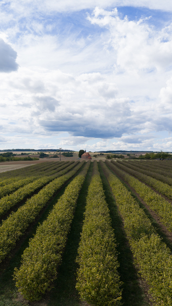 Aerial view of the historic Wendelinuskapelle surrounded by rows of crops in a rural landscape under a cloudy sky in Dieburg Hessen Germany. Aerial view of the historic Wendelinuskapelle surrounded by rows of crops in a rural landscape under a cloudy sky in Dieburg Hessen Germany.