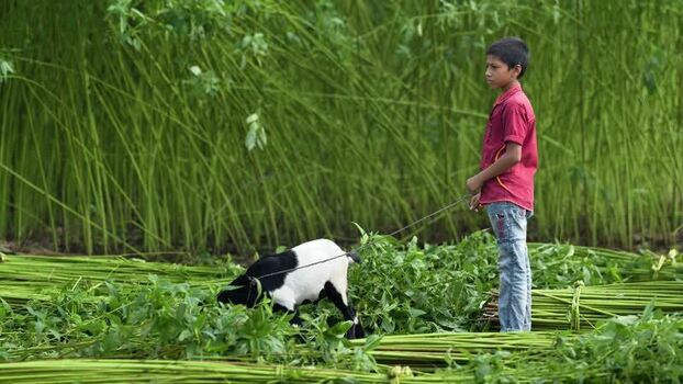 View of a boy with a goat in a jute field Bangladesh.