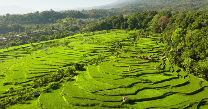 Aerial view of lush green rice terraces carved into the hillsides with small huts and surrounding tropical forest in Lombok West Nusa Tenggara Indonesia.