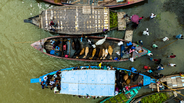 Aerial view of Baish Mowza Sarak Bazar with people and cattle on traditional wooden boats along the river in Nabinagar Chittagong Division Bangladesh. Aerial view of Baish Mowza Sarak Bazar with people and cattle on traditional wooden boats along the river in Nabinagar Chittagong Division Bangladesh.