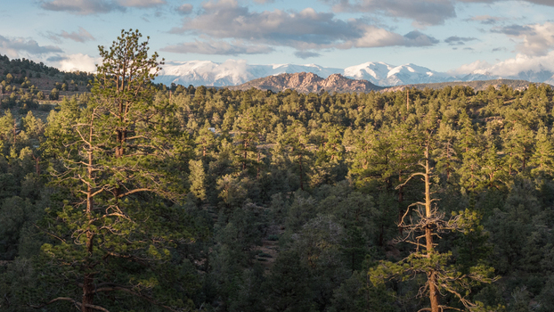 Aerial view of a dense pine forest and rolling hills with snow capped mountains under a cloudy sky in Inyo County California United States.