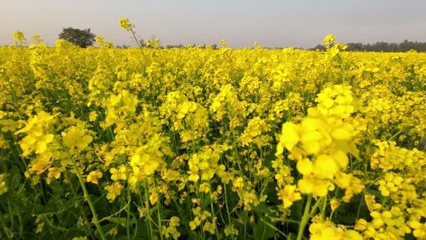 View of a vibrant mustard field in Bangladesh.