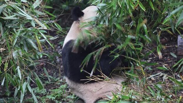 View of a giant panda eating bamboo in Chengdu China. View of a giant panda eating bamboo in Chengdu China.