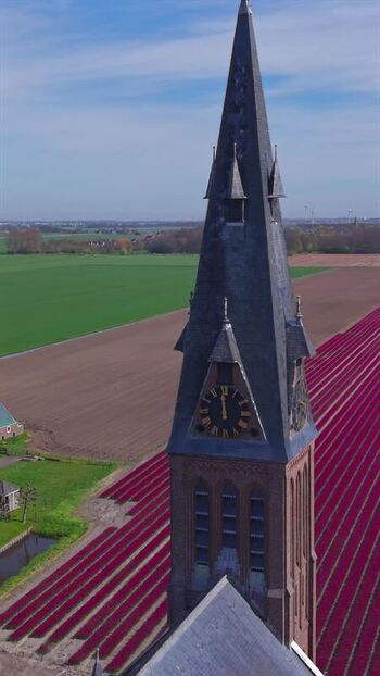 Aerial view of a historic church tower and red tulip fields Netherlands. Aerial view of a historic church tower and red tulip fields Netherlands.