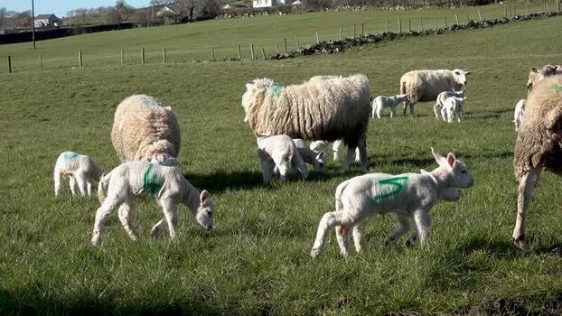 View of sheep and lambs in a green field in Ireland.