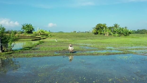 Aerial view of a farmer working in lush rice fields Indonesia. Aerial view of a farmer working in lush rice fields Indonesia.