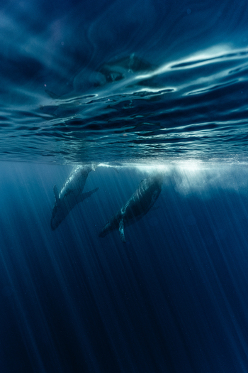 View of two humpback whales swimming in the deep blue waters of the Pacific Ocean near Aitutaki Cook Islands. View of two humpback whales swimming in the deep blue waters of the Pacific Ocean near Aitutaki Cook Islands.