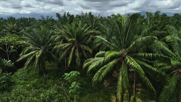 Aerial view of Llorona Palm Fields and lush greenery Costa Rica.