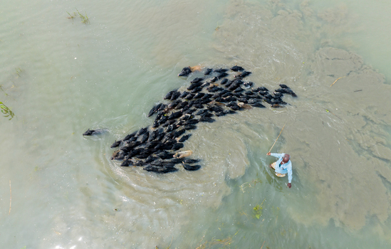 Aerial view of a large herd of pigs swimming through murky river water guided by a man standing in the shallows Bogura Rajshahi Division Bangladesh. Aerial view of a large herd of pigs swimming through murky river water guided by a man standing in the shallows Bogura Rajshahi Division Bangladesh.