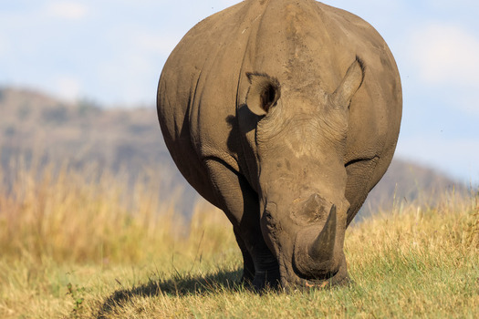 View of a large white rhinoceros walking through the golden savanna grass with hills in the background Waterberg District Municipality Limpopo South Africa. View of a large white rhinoceros walking through the golden savanna grass with hills in the background Waterberg District Municipality Limpopo South Africa.