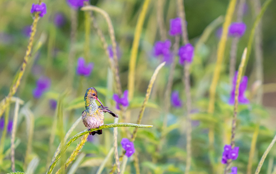 View of a small hummingbird perched on a green stem and preening its wing surrounded by vibrant purple flowers in a natural setting in Antioquia Colombia.