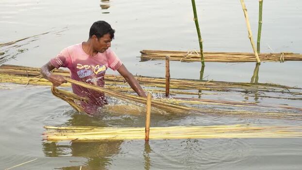 View of a man processing jute fibers in the water Bangladesh.