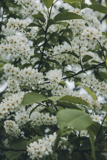 View of white bird cherry blossoms blooming on branches in Vormsi Laane County Estonia. View of white bird cherry blossoms blooming on branches in Vormsi Laane County Estonia.