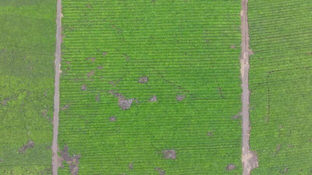 Aerial view of the lush green tea plantation at Bois Cheri Mauritius. Aerial view of the lush green tea plantation at Bois Cheri Mauritius.
