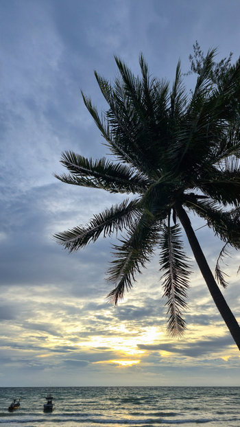 View of a palm tree silhouette against a dramatic sunset sky over the ocean with small boats in Ko Tao Surat Thani Thailand.