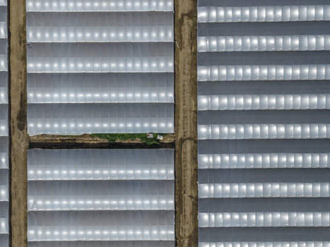 Aerial view of large agricultural greenhouses with translucent plastic covers arranged in symmetrical rows separated by dirt paths in Paestum Campania Italy.