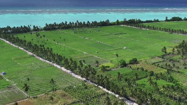 Aerial view of lush green agricultural fields and palm trees Maldives. Aerial view of lush green agricultural fields and palm trees Maldives.