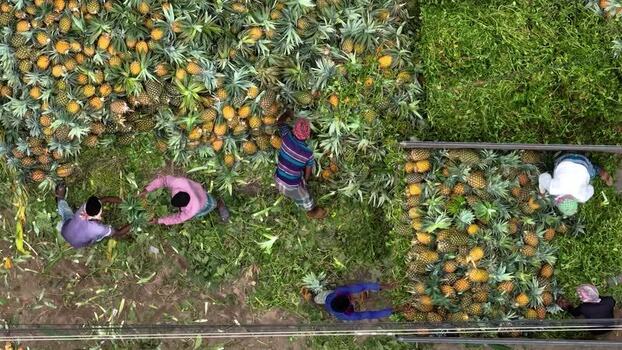 Aerial view of workers harvesting pineapples Bangladesh.