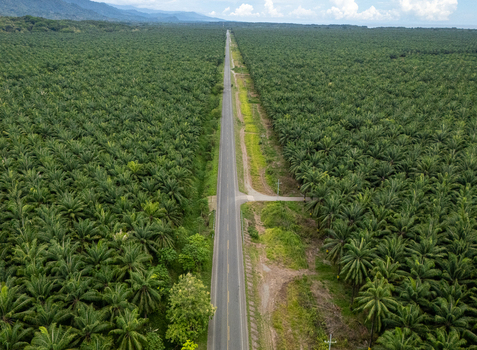 Aerial view of Llorona Palm Fields with a long straight road cutting through vast palm oil plantations under a cloudy sky in Quepos Puntarenas Costa Rica. Aerial view of Llorona Palm Fields with a long straight road cutting through vast palm oil plantations under a cloudy sky in Quepos Puntarenas Costa Rica.