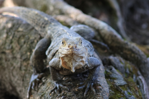 View of a central iguana in detailed focus perched atop rough textured tree roots its gaze intense against a backdrop of muted greens Quepos Puntarenas Province Costa Rica.