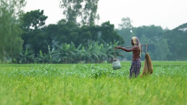 View of a fisherman walking through rice fields in Bogura Bangladesh. View of a fisherman walking through rice fields in Bogura Bangladesh.