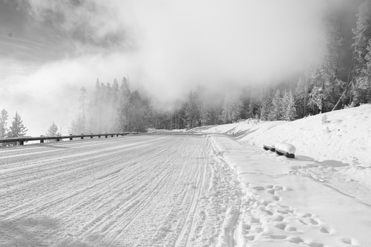 View of a snow covered road winding through pine trees in Yellowstone National Park Wyoming United States. View of a snow covered road winding through pine trees in Yellowstone National Park Wyoming United States.