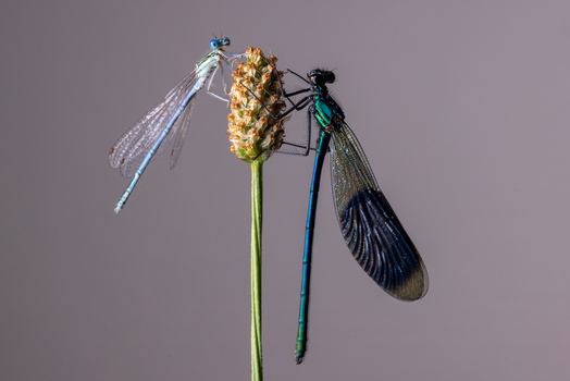 View of two damselflies perched on a wild plant seed head against a neutral background in Wittenheim Grand Est France.