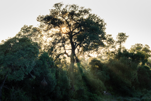 View of a large tree with sunlight filtering through its branches over dense green bush in Kruger National Park Skukuza Mpumalanga South Africa. View of a large tree with sunlight filtering through its branches over dense green bush in Kruger National Park Skukuza Mpumalanga South Africa.