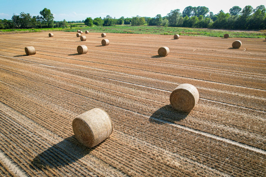 Aerial view of round hay bales scattered across a harvested field under a clear blue sky in Carignano Piemonte Italy. Aerial view of round hay bales scattered across a harvested field under a clear blue sky in Carignano Piemonte Italy.