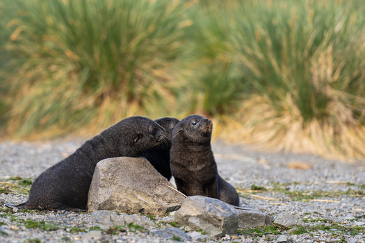 View of fur seal pups resting on the rocky beach at Jason Harbour South Georgia and the South Sandwich Islands. View of fur seal pups resting on the rocky beach at Jason Harbour South Georgia and the South Sandwich Islands.