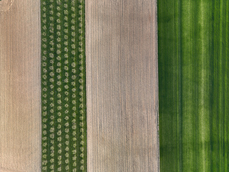 Aerial view of agricultural fields featuring parallel rows of fruit trees and vibrant green crops in Borgo d Ale Piedmont Italy.