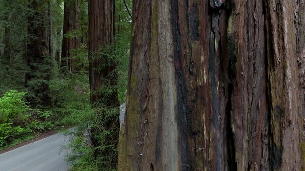 Aerial view of a redwood tree trunk in a forest United States. Aerial view of a redwood tree trunk in a forest United States.