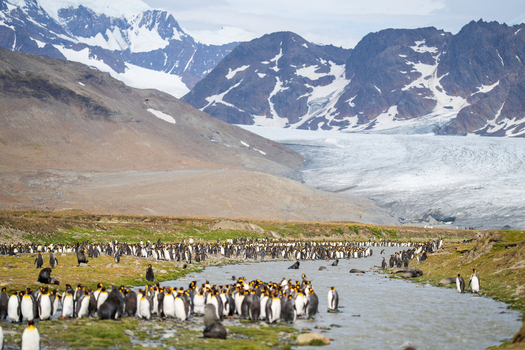 View of a large colony of King Penguins gathered along a stream in Saint Andrew s Bay with a glacier and snow capped mountains in the background in South Georgia and the South Sandwich Islands. View of a large colony of King Penguins gathered along a stream in Saint Andrew s Bay with a glacier and snow capped mountains in the background in South Georgia and the South Sandwich Islands.
