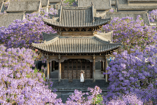Kunming China 22 April 2026 Aerial view of a traditional wooden pavilion surrounded by blooming purple jacaranda trees and historic grey tiled rooftops with a woman in a white dress standing. Kunming China 22 April 2026 Aerial view of a traditional wooden pavilion surrounded by blooming purple jacaranda trees and historic grey tiled rooftops with a woman in a white dress standing.