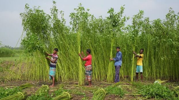 View of farmers harvesting tall jute stalks in a field Bangladesh.