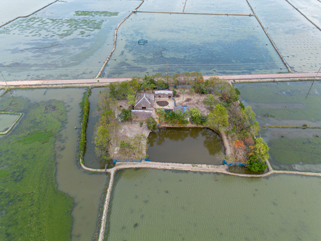 Aerial view of a traditional rural homestead surrounded by green trees and flooded shrimp farms Gabura Union Khulna Division Bangladesh. Aerial view of a traditional rural homestead surrounded by green trees and flooded shrimp farms Gabura Union Khulna Division Bangladesh.