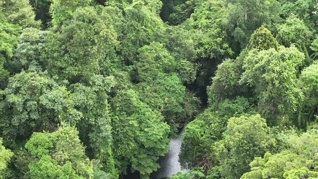 Aerial view of dense tropical forest in Pangandaran Regency Indonesia. Aerial view of dense tropical forest in Pangandaran Regency Indonesia.