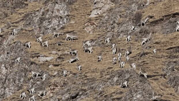 View of a herd of blue sheep on a dry mountain slope China.