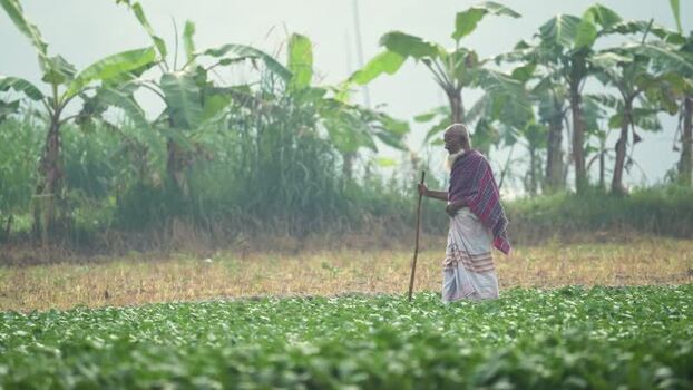 View of an elderly man standing in a field in Bogura Bangladesh. View of an elderly man standing in a field in Bogura Bangladesh.