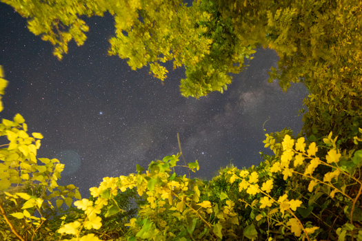 View of the Milky Way galaxy visible through lush green foliage and tree branches at night in Vietnam. View of the Milky Way galaxy visible through lush green foliage and tree branches at night in Vietnam.