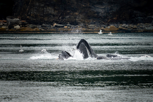 View of humpback whales bubble net feeding in the water with splashing waves and seagulls flying nearby in Juneau Alaska United States.