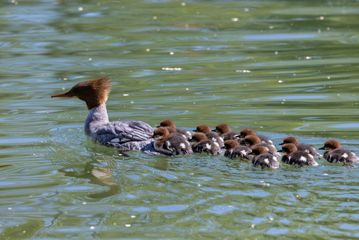 View of a female common merganser swimming on a green pond with several ducklings on her back and following behind in Mulhouse Grand Est France.